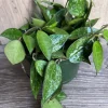 Hoya Black Margin Live Plant - 6 inch Pot | Tropical Climbing Houseplant - Cannot ship to CA - Image 1