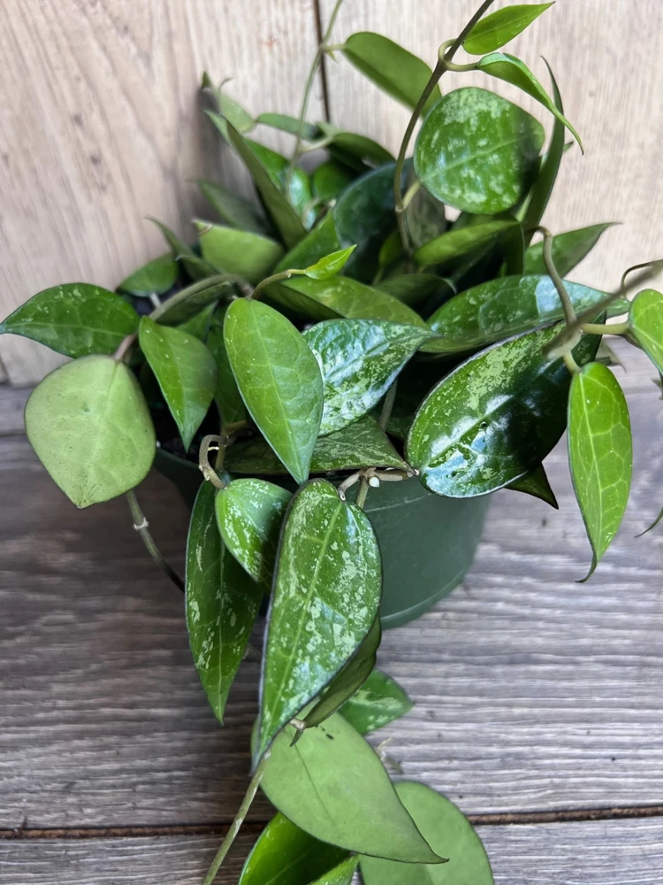 Hoya Black Margin Live Plant - 6 inch Pot | Tropical Climbing Houseplant - Cannot ship to CA - Image 1