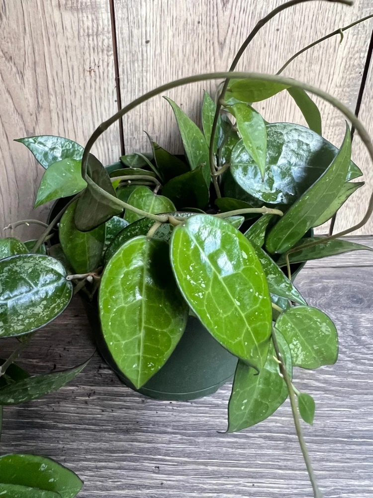 Hoya Black Margin Live Plant - 6 inch Pot | Tropical Climbing Houseplant - Cannot ship to CA - Image 4
