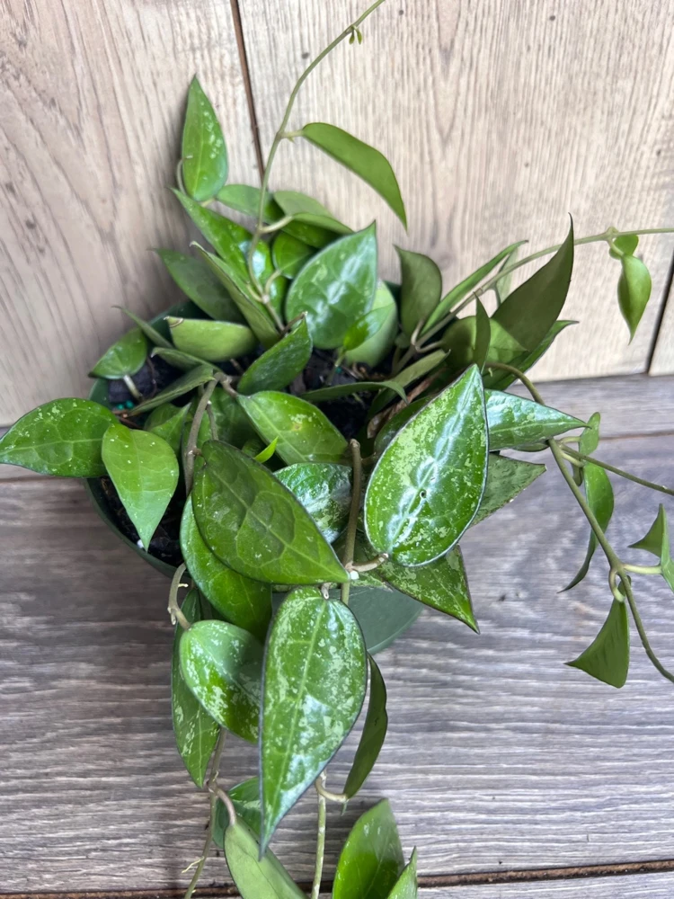 Hoya Black Margin Live Plant - 6 inch Pot | Tropical Climbing Houseplant - Cannot ship to CA - Image 5