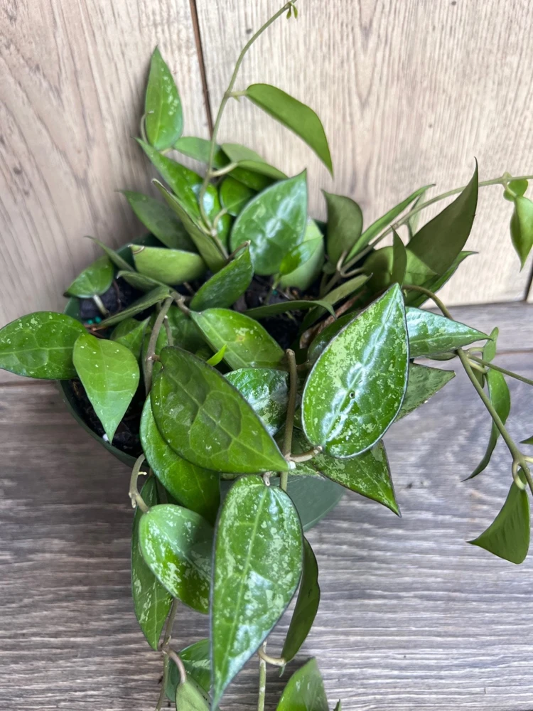Hoya Black Margin Live Plant - 6 inch Pot | Tropical Climbing Houseplant - Cannot ship to CA - Image 6