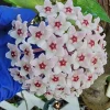 Hoya Carnosa Krimson Queen Live Plant - Variegated Houseplant, 7" Tall in 4" Pot - Image 1