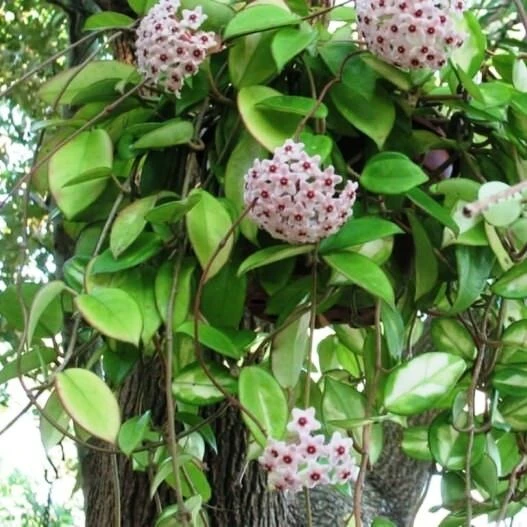 Hoya Carnosa Live Plant - Green Wax Plant 5 inch in 4 inch Nursery Pot Indoor/Outdoor - Image 2