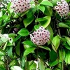 Hoya Carnosa Live Plant - Green Wax Plant 5 inch in 4 inch Nursery Pot Indoor/Outdoor - Image 1