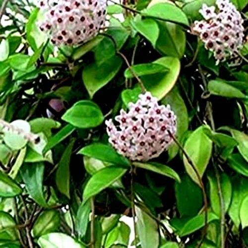 Hoya Carnosa Live Plant - Green Wax Plant 5 inch in 4 inch Nursery Pot Indoor/Outdoor - Image 1