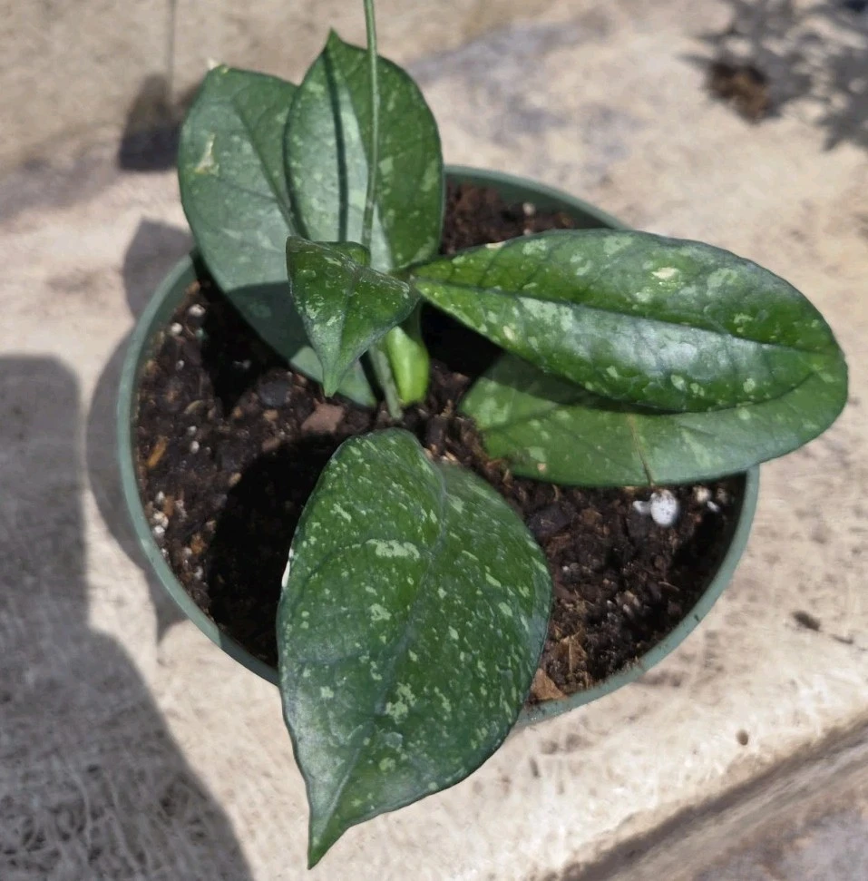 Hoya Crassipetiolata Splash Live Plant - 7" Tall Wax Plant in 4" Pot, Indoor/Outdoor - Image 2