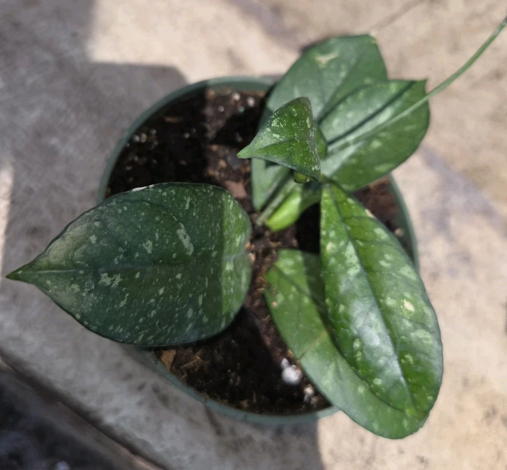Hoya Crassipetiolata Splash Live Plant - 7" Tall Wax Plant in 4" Pot, Indoor/Outdoor - Image 3