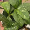 Hoya Crassipetiolata Splash Live Plant - 7" Tall Wax Plant in 4" Pot, Indoor/Outdoor - Image 1
