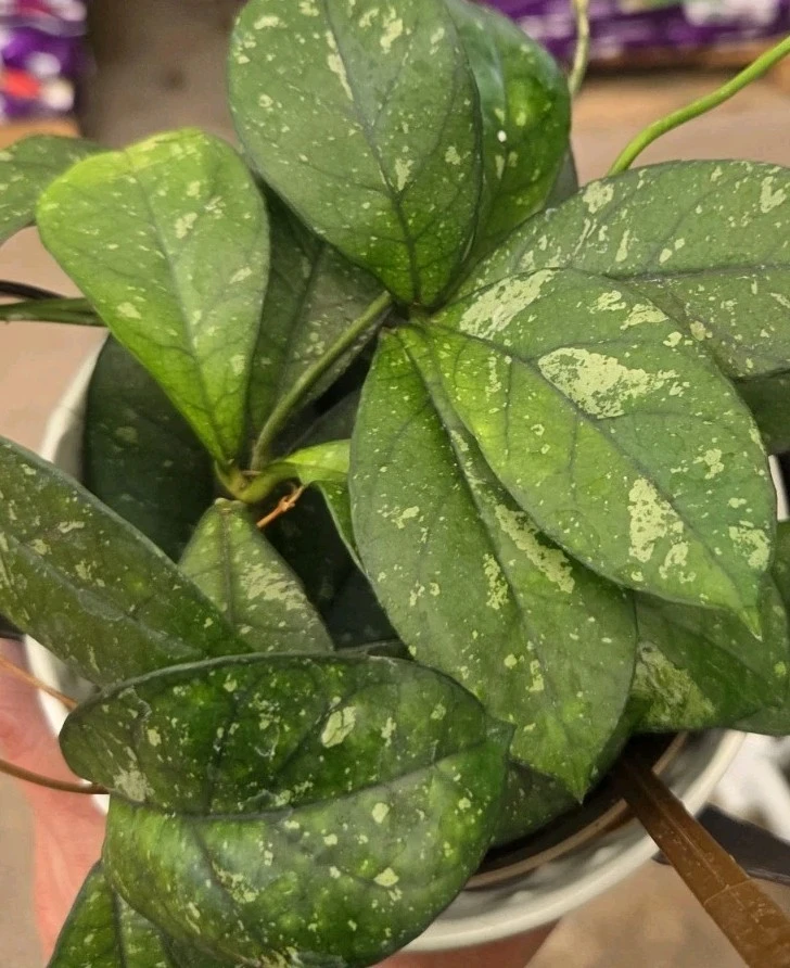 Hoya Crassipetiolata Splash Live Plant - 7" Tall Wax Plant in 4" Pot, Indoor/Outdoor - Image 1