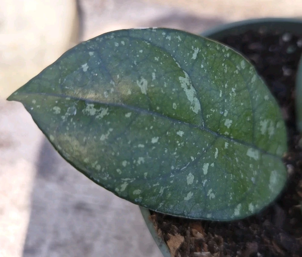 Hoya Crassipetiolata Splash Live Plant - 7" Tall Wax Plant in 4" Pot, Indoor/Outdoor - Image 4