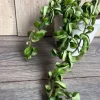 Hoya Hindu Rope Live Plant – 6 inch Hanging Basket – Indoor Succulent - Cannot ship to CA - Image 1