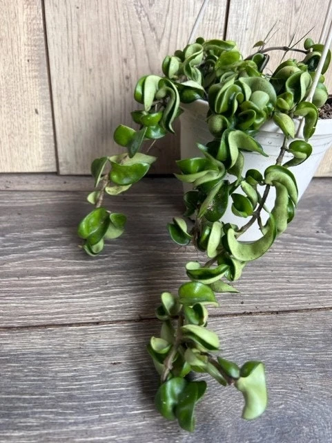 Hoya Hindu Rope Live Plant – 6 inch Hanging Basket – Indoor Succulent - Cannot ship to CA - Image 1