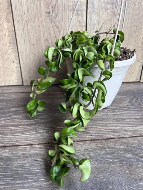 Hoya Hindu Rope Live Plant – 6 inch Hanging Basket – Indoor Succulent - Cannot ship to CA - Image 2