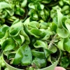 Hoya Hindu Rope Live Plant - Hoya Carnosa Compacta - Curly Houseplant in 4 inch Pot - Image 1