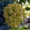 Hoya Incrassata Live Plant 7-10" Tall in 4" Pot - Yellow Flower Wax Plant - Image 1