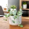 Hoya Krohniana Live Plant - Succulent for Indoor Outdoor, 4-8 Inch Tall - Image 1
