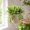 Hoya Lacunosa Mint Live Plant – Succulent for Indoor Outdoor – 4-8 Inch Tall - Image 1