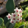 Hoya Nummularioides Live Plant – Fragrant Wax Flower, 5-7" Tall in 4" Pot, Indoor/Outdoor - Image 1