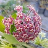 Hoya Pubicalyx Mottled Silver Leaf Wax Plant Live Tropical Vine, 5 inch Tall, Indoor/Outdoor - Image 1