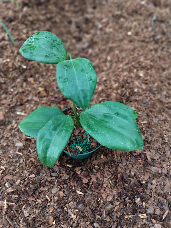 Hoya Quinquenervia Live Plant – 3.25 inch Starter Pot – Vining Houseplant - Image 2