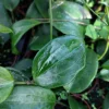 Hoya Quinquenervia Live Plant – 3.25 inch Starter Pot – Vining Houseplant - Image 1