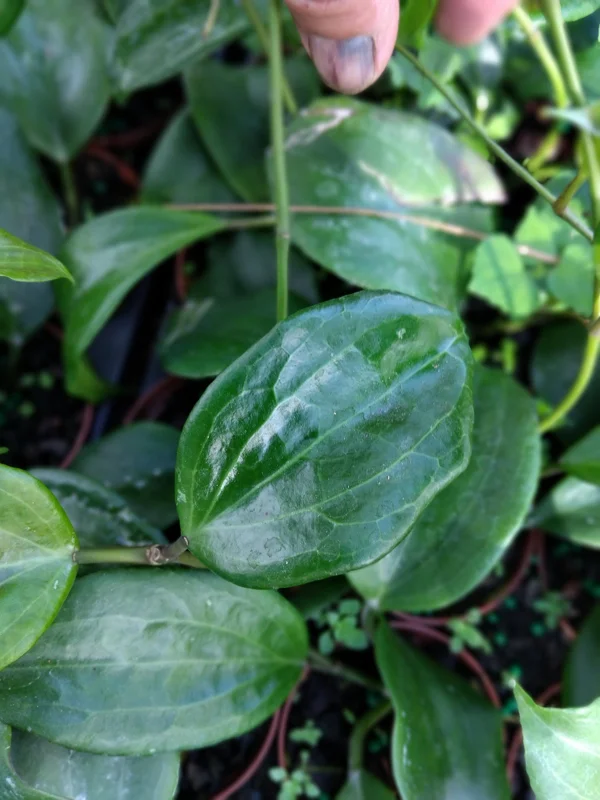 Hoya Quinquenervia Live Plant – 3.25 inch Starter Pot – Vining Houseplant - Image 1
