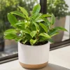 Hoya Sunrise Live Plant – Succulent for Indoor/Outdoor – 4-8 Inch Tall - Image 1