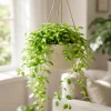 Hoya Variegated Live Houseplant - Set of 2, 4-8 Inch Tall, No Pot - Image 1