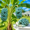 Ice Cream Banana Tree Live Plant – 1 Gallon Pot – Home Garden Fruit Plant - Image 1