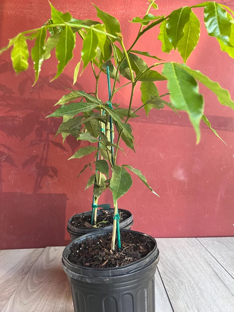 Ice Cream Bean Live Plant - Inga edulis Tree in 6 inch Pot, Exotic Fruit - Cannot ship to CA - Image 2
