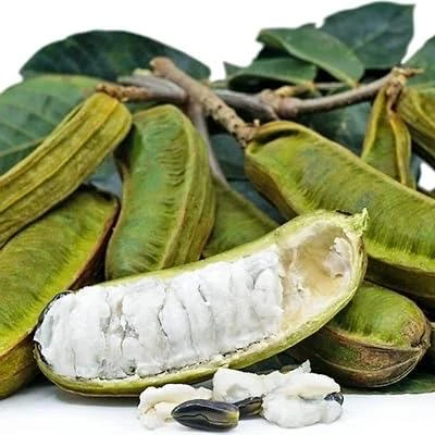 Ice Cream Bean Live Plant - Inga edulis Tree in 6 inch Pot, Exotic Fruit - Cannot ship to CA - Image 1