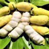 Ice Cream Bean Live Plant, Inga Edulis, Tropical Fruit Tree, 3 Gallon Pot - Cannot ship to CA - Image 1