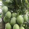 Ice Cream Mango Tree Live Plant - Grafted, 3 Gallon Pot, Tropical Fruit - Cannot ship to CA - Image 1