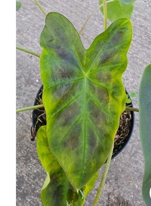 Illustris Colocasia Live Plant - Elephant Ear - 7-10" Tall in 4" Pot - Indoor/Outdoor - Image 2