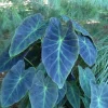 Illustris Colocasia Live Plant - Elephant Ear - 7-10" Tall in 4" Pot - Indoor/Outdoor - Image 1