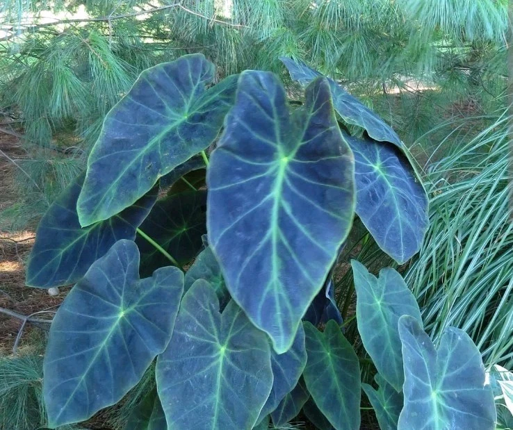 Illustris Colocasia Live Plant - Elephant Ear - 7-10" Tall in 4" Pot - Indoor/Outdoor - Image 1
