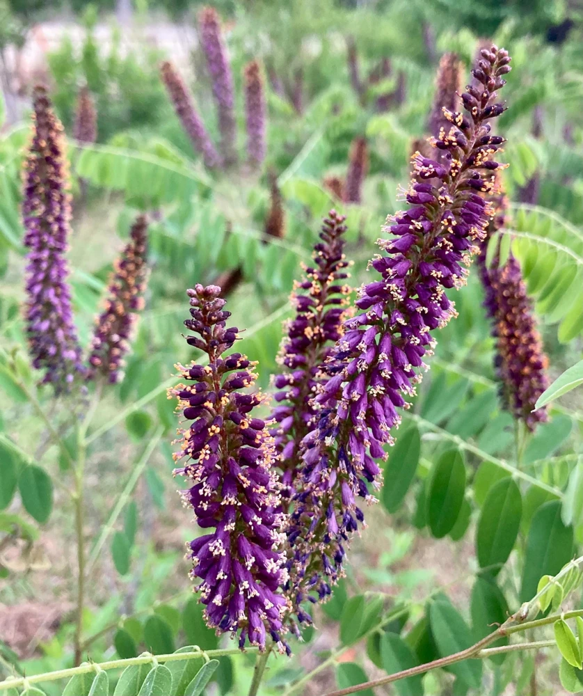 Indigo Bush Amorpha fruticosa Live Plant – 4 inch Nursery Pot – Outdoor Shrub - Image 2