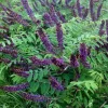 Indigo Bush Amorpha fruticosa Live Plant – 4 inch Nursery Pot – Outdoor Shrub - Image 1
