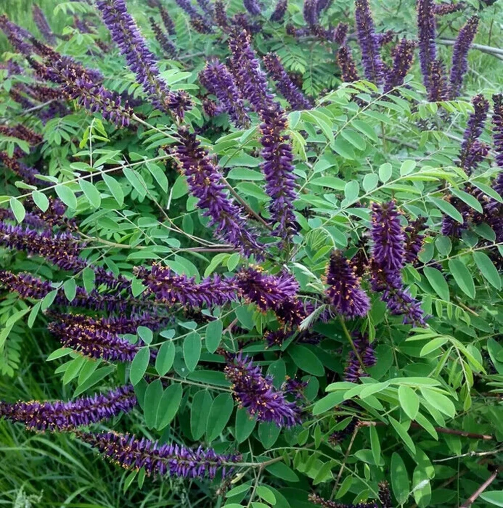 Indigo Bush Amorpha fruticosa Live Plant – 4 inch Nursery Pot – Outdoor Shrub - Image 1