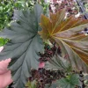 Irene Moss Angel Wing Begonia Live Plant - Cane Type - 3.25 inch Pot - Indoor - Image 1