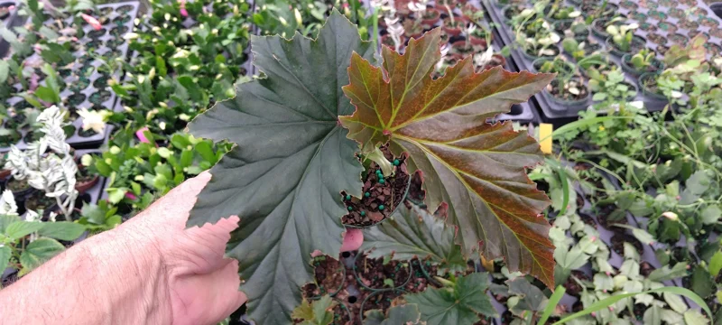 Irene Moss Angel Wing Begonia Live Plant - Cane Type - 3.25 inch Pot - Indoor - Image 1