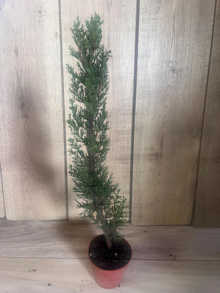 Italian Cypress Tree Live Plant – Cupressus sempervirens – 6 inch Pot – Outdoor Evergreen - Cannot ship to CA - Image 2