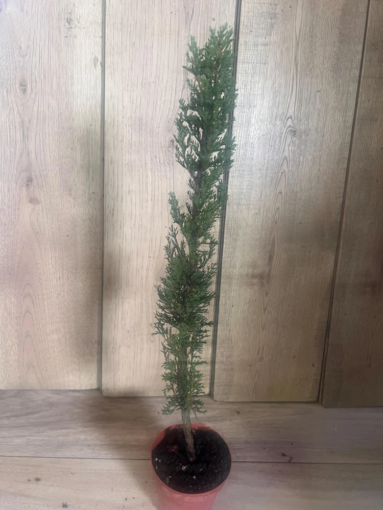 Italian Cypress Tree Live Plant – Cupressus sempervirens – 6 inch Pot – Outdoor Evergreen - Cannot ship to CA - Image 3