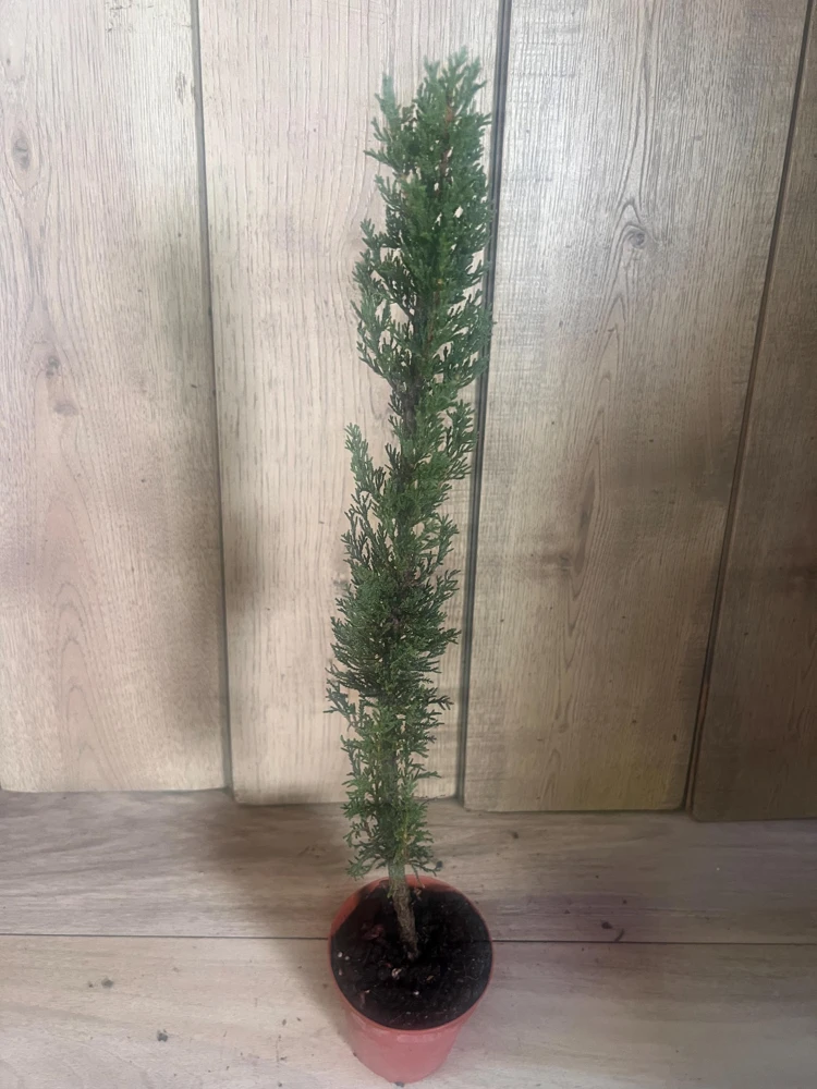Italian Cypress Tree Live Plant – Cupressus sempervirens – 6 inch Pot – Outdoor Evergreen - Cannot ship to CA - Image 4