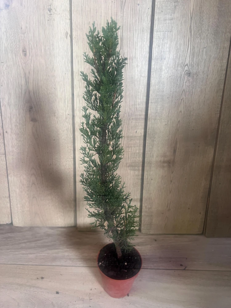 Italian Cypress Tree Live Plant – Cupressus sempervirens – 6 inch Pot – Outdoor Evergreen - Cannot ship to CA - Image 5