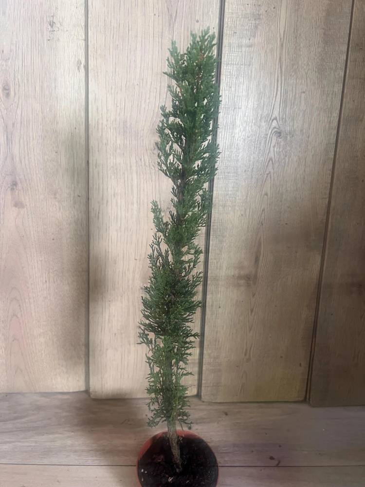 Italian Cypress Tree Live Plant – Cupressus sempervirens – 6 inch Pot – Outdoor Evergreen - Cannot ship to CA - Image 6