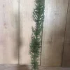 Italian Cypress Tree Live Plant – Cupressus sempervirens – 6 inch Pot – Outdoor Evergreen - Cannot ship to CA - Image 1