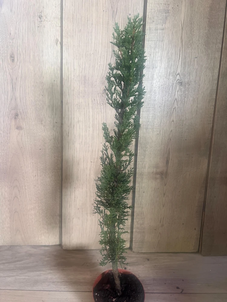 Italian Cypress Tree Live Plant – Cupressus sempervirens – 6 inch Pot – Outdoor Evergreen - Cannot ship to CA - Image 1