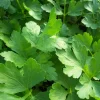 Italian Flat Leaf Parsley Live Plant – 4 inch Pot – Culinary Herb & Swallowtail Host - Image 1