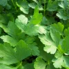 Italian Flat Leaf Parsley Live Plant - 4in Tall Herb, Swallowtail Host Plant - Image 1
